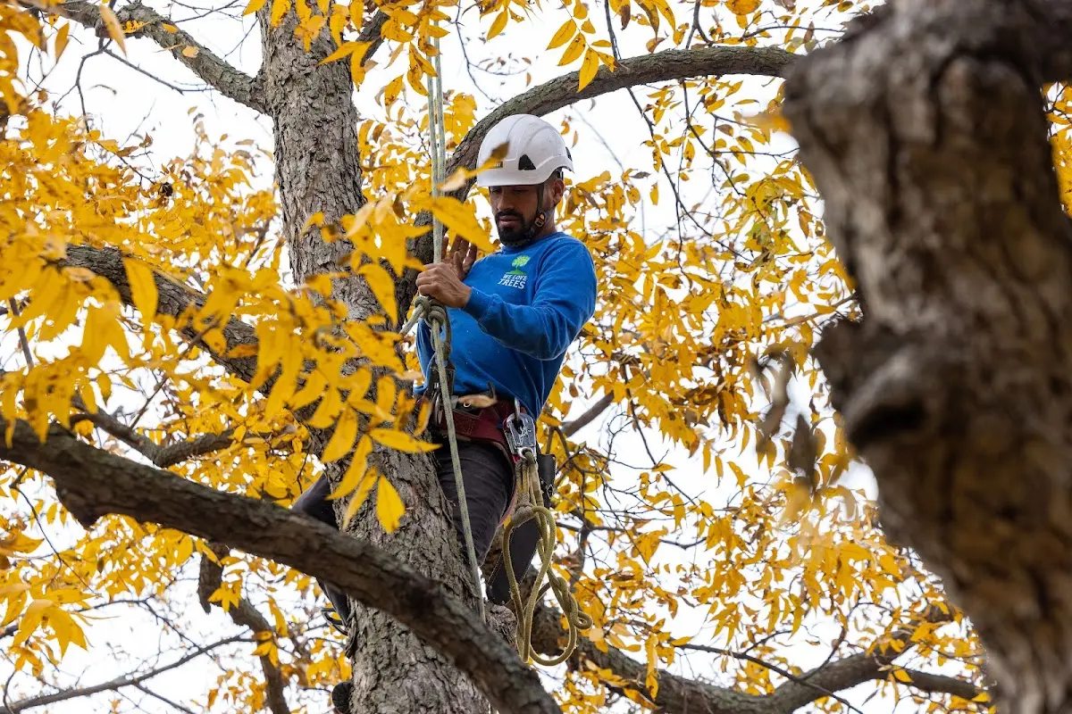 Skilled Tree Planing crew working in Marathon